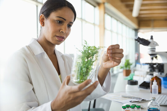 Female Botanist Examining Plant Samples