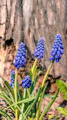 Muscari on wood background 