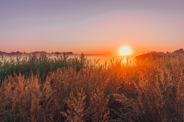 Picturesque dawn in the fog with reeds near the lake in the foreground