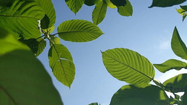 
Kratom (Mitragyna speciosa) Mitragynine. Drugs and Narcotics.