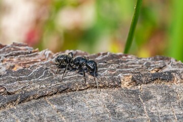 Black ant on foreground in the forest