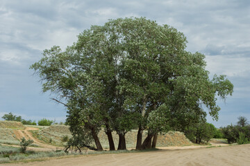 The way to the village. Tall old aspen trees (Latin: Populus tremula) at the fork of the country road. Rural landscape.