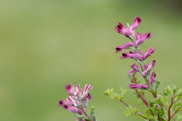 Macro shot of flowers on a common fumitory (fumaria officinalis) plant