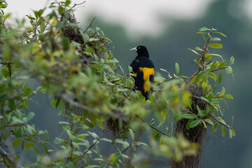 The yellow-rumped cacique (Cacicus cela)