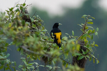 The yellow-rumped cacique (Cacicus cela)