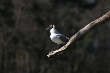 The bird sitting on the tree
