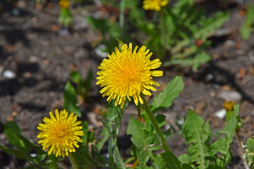 Yellow dandelions on a green field in the garden