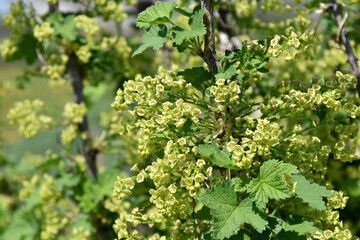 Sunset sun on the background of the horizon with trees