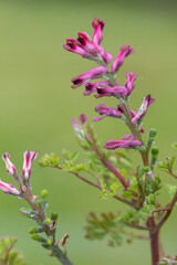 Macro shot of flowers on a common fumitory (fumaria officinalis) plant