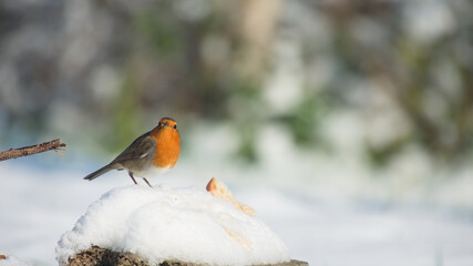Rouge gorge sur fond de neige