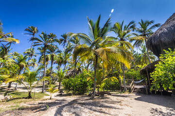 Fototapeta na wymiar palm trees on the beach 