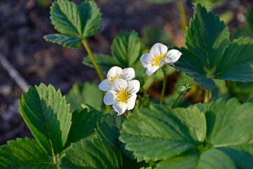 White strawberry flowers on the greenery in the garden
