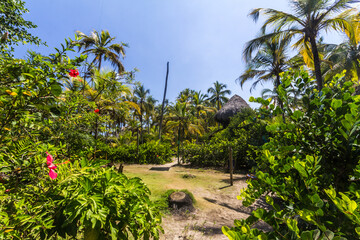 Fototapeta na wymiar palm trees on the beach 