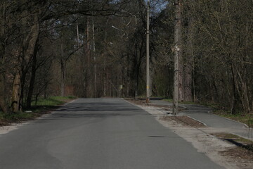 Fototapeta premium Empty asphalt road in the forest