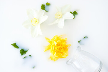 Creative floral background.White and yellow daffodil flowers,leaves and glass vase floating in milk.Top view,selective focus.