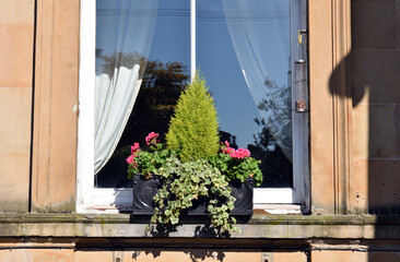 Small Tree & Plants in Window Box Below Large Window in Old House 