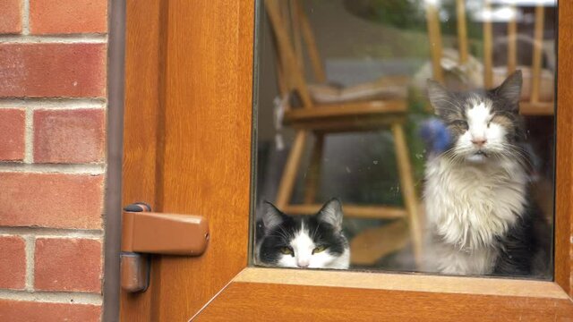 Two cats sit in the door window looking out