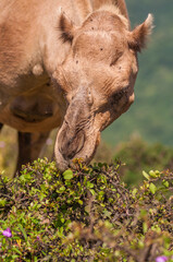 Fototapeta premium Camels in Salalah Oman