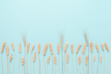 Wheat ears and rye on a blue pastel paper background. Top view, flat lay, copy space. Autumn composition, harvest concept.