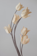 yellow tulips on a gray background. vertical format.
