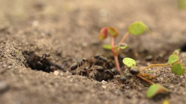 Group of ants on the ground close-up macro footage video