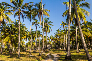 Fototapeta premium palm trees on the beach 