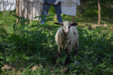 a lamb in the garden with some cloth in the background