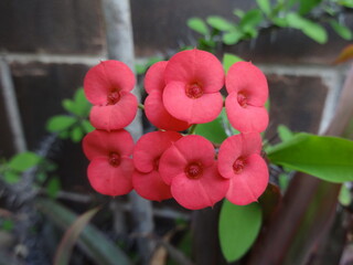 Euphorbia milli