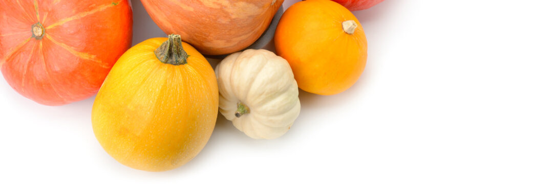 Ripe pumpkins isolated on white background. Wide photo. Free space for text.