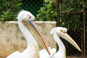 Portrait of two Great white pelicans, Pelecanus Onocrotalus