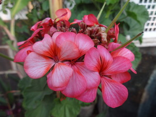 Geranium