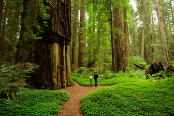 Tourist visiting the giant redwood trees, CA, USA - obrazy, fototapety, plakaty