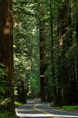 Winding road through Redwood National Park, CA, USA