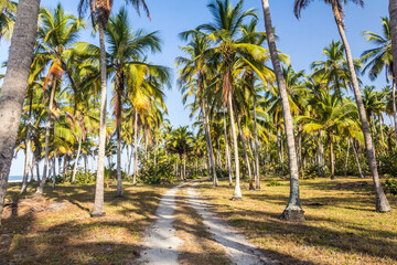 palm trees on the beach 