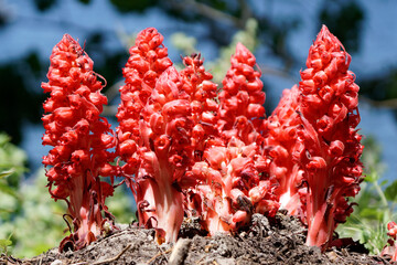 Wild red flowers near Lake Tahoe, CA, USA