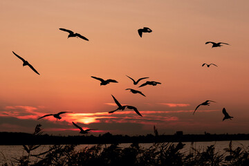 Seagulls on lake in Crimea on the sunset sky. Beautiful view. Silhouettes of  birds.
