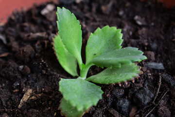 Seedling plant known as Mother of Thousands in pot.