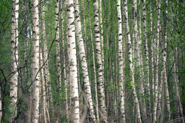 Birch forest in spring