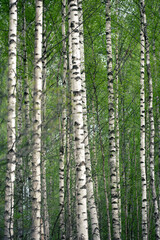 Birch forest in spring