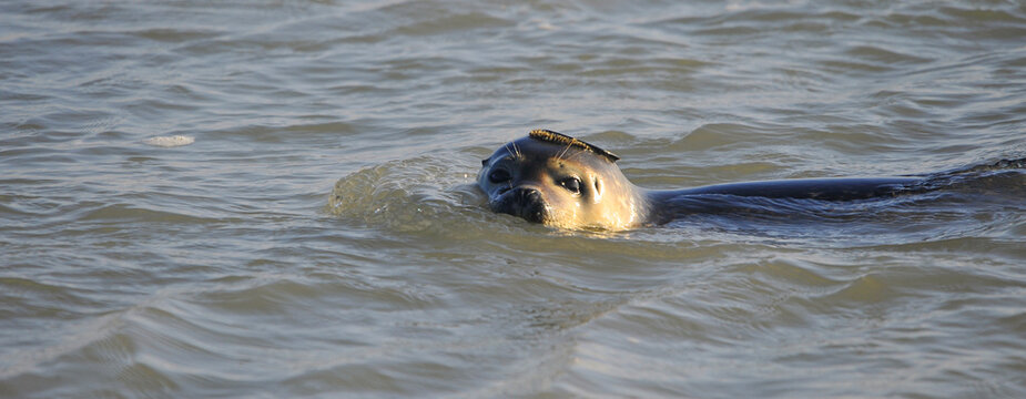 Panoramique phoque sauvage nageant au Hourdel (80410 Cayeux-sur-Mer) dans la Baie de Somme, d&eacute;partement de la Somme en r&eacute;gion Hauts-de-France- France
