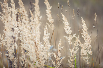 Spikelets of a fluffy plant in light pastel colors sway in the wind
