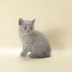 Obraz premium The british shorthair kitten of the blue color on the studio background