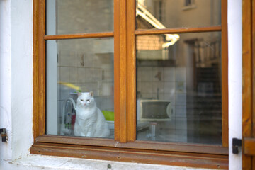 Chat blanc à travers une fenêtre