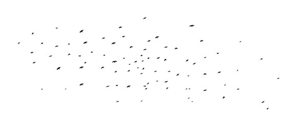 A flock of flying birds. Vector illustration