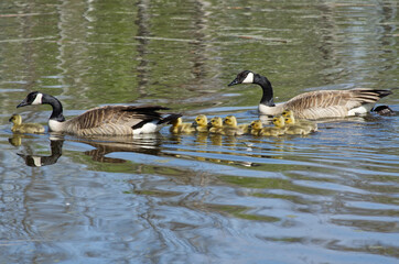 Canada Geese Family in the Water
