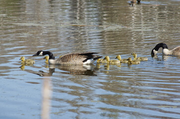 Canada Geese Family in the Water