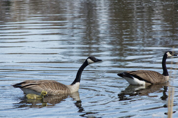 Canada Geese Family in the Water