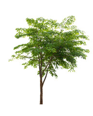 Tree isolate on white background 