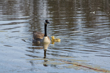 Canada Geese Family in the Water