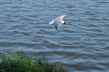 seagull in flight